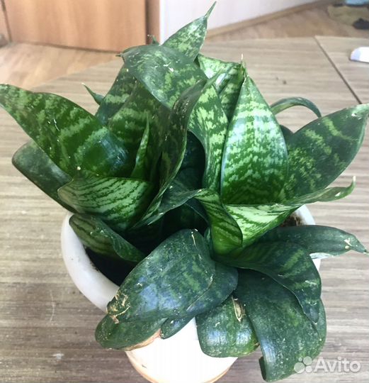 Комнатные цветы