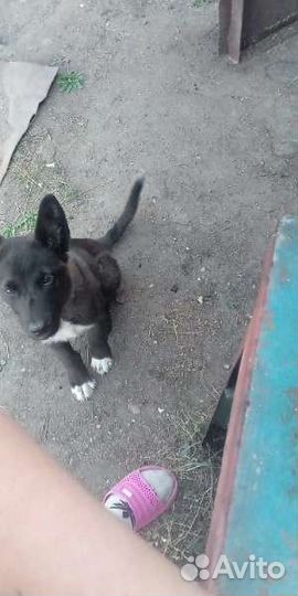 Собака в добрые руки отдам бесплатно