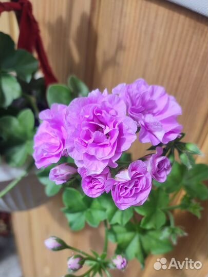 Пеларгония герань