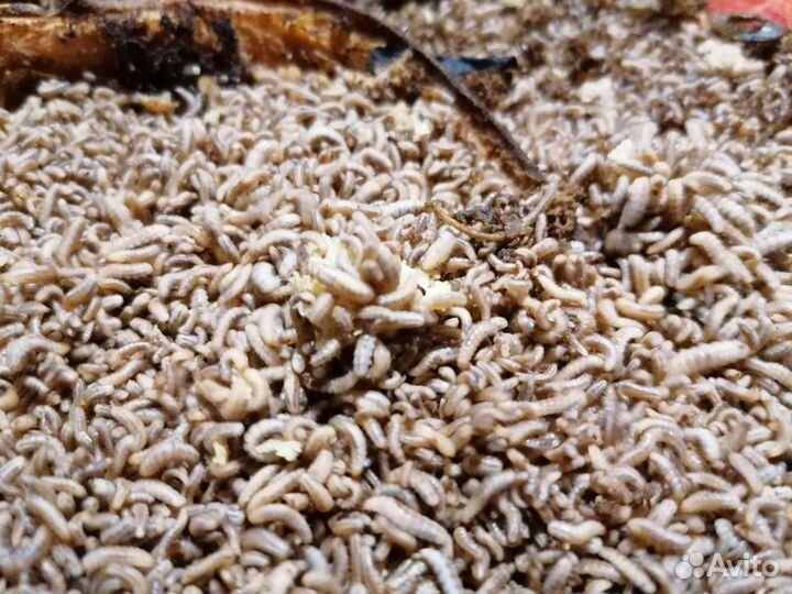 Личинки чёрной львинки