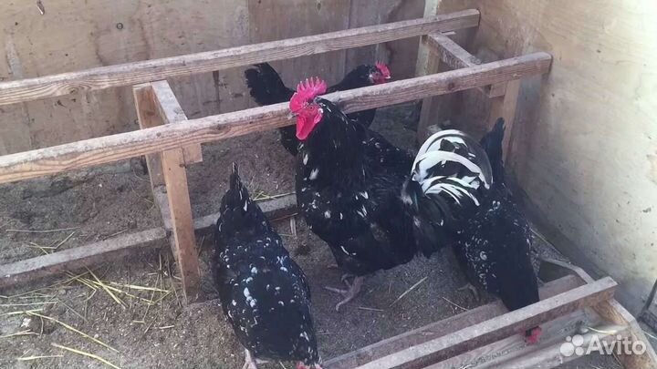 Цыплята от суток и старше