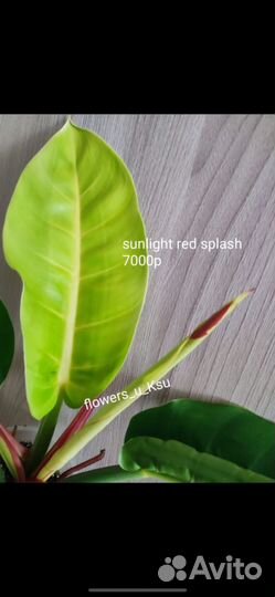 Филодендрон sunlight red splash