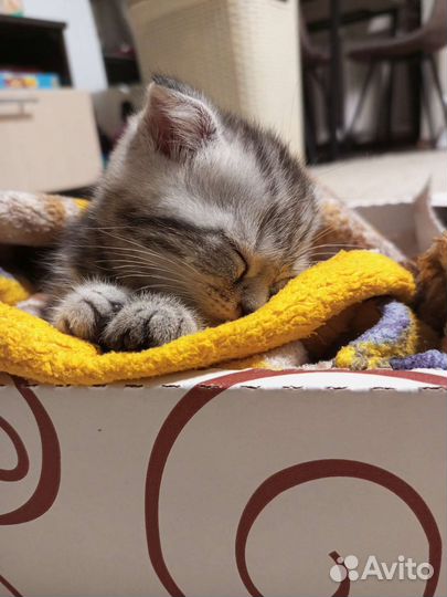 Продам котеночка