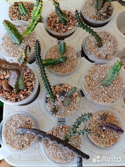 Ластовневые суккуленты