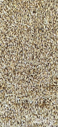 Зерно ячмень