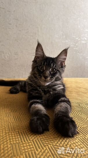Котенок Мейн-кун