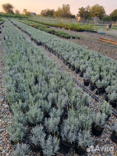 Лаванда зкс