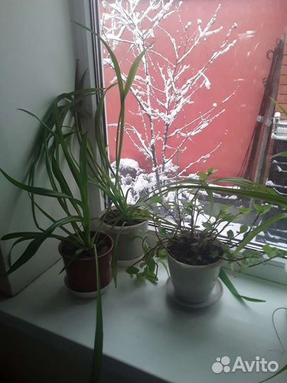 Толстянка, традесканция, хлорофитум