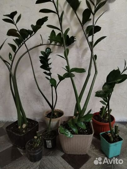 Замиокулькас