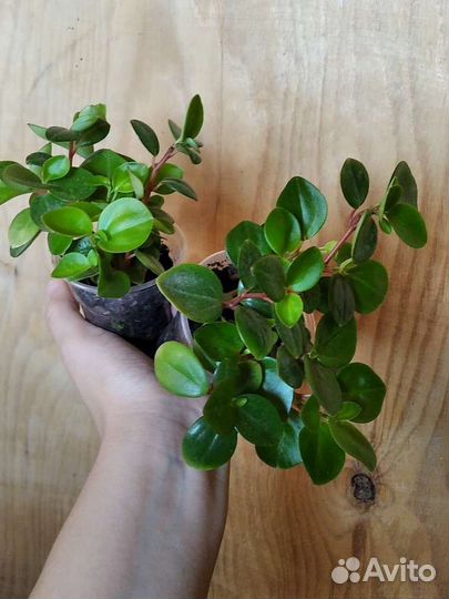 Пеперомия Глабелла головатая Кипарис