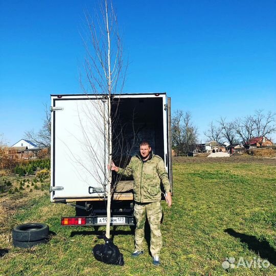 Саженцы берёзы