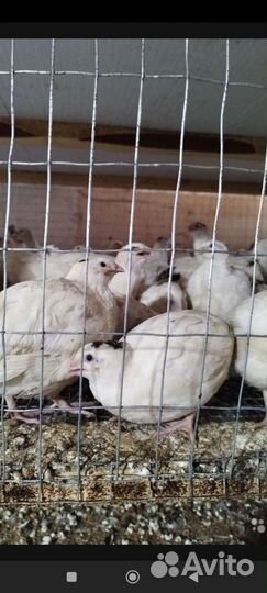 Яйца перепелиные