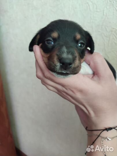 Щенки джек Рассел терьер