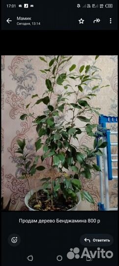 Комнатные цветы