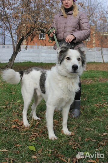 Невероятно красивый пес из приюта в поисках дома