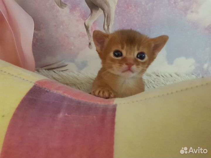 Абиссинские котята