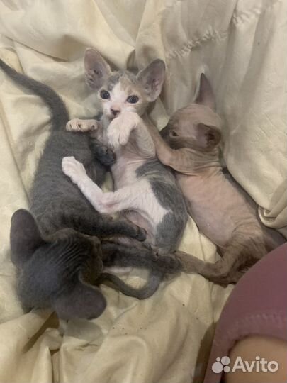 Канадский сфинкс котенок