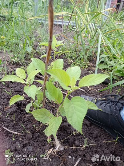 Гортензия саженцы (Академгородок)