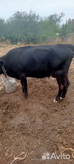 Корова дойная