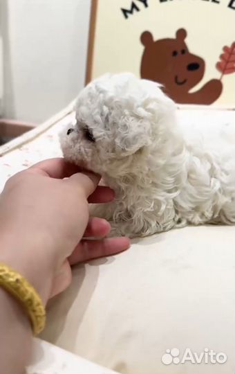 Щенки бишон фризе мини Китай