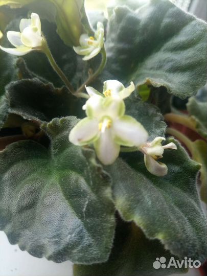 Сортовые фиалки