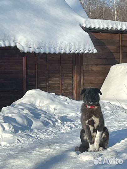 Молодой крупный кабель ищет хозяев