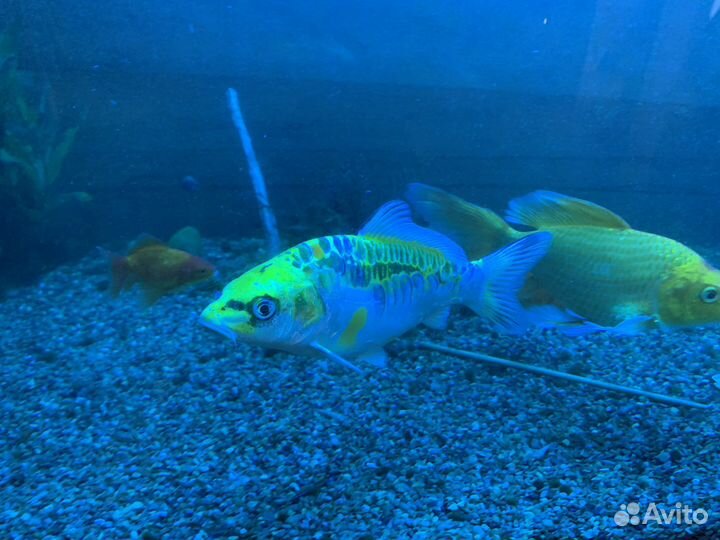 Продам карпов кои