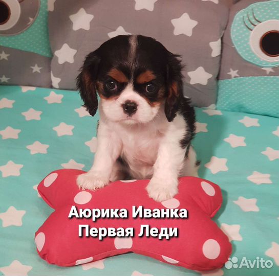 Кавалер Кинг Чарльз Спаниель щеночки
