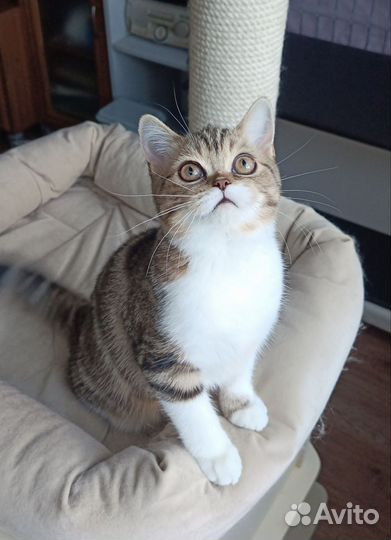 Котик страйт