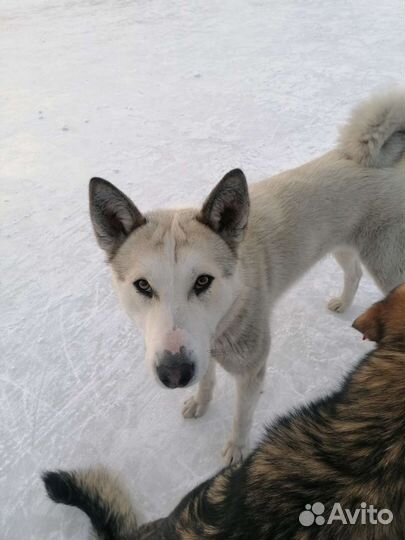 Лайка метис