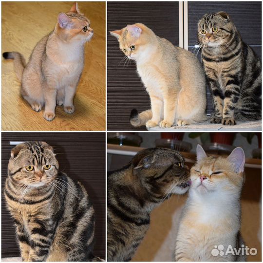Шотландские котята