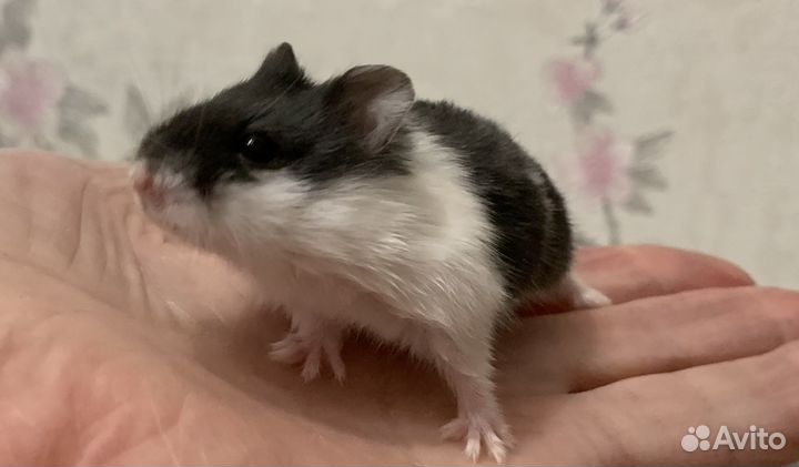 Джунгарские хомячки разных окрасов