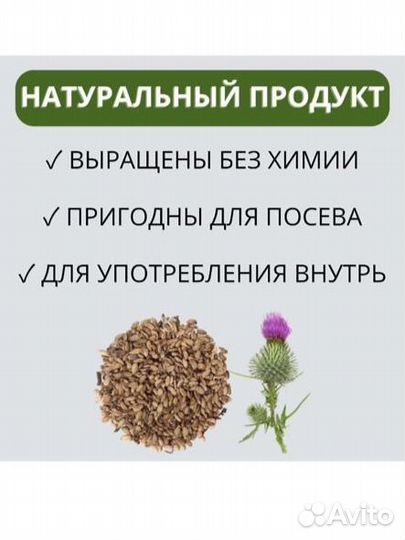 Семена Расторопши 2024 для маслоделов