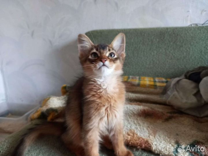 Кошка