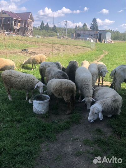 Ягнята барашки