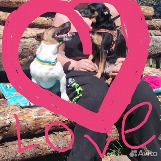 Маленькая собака