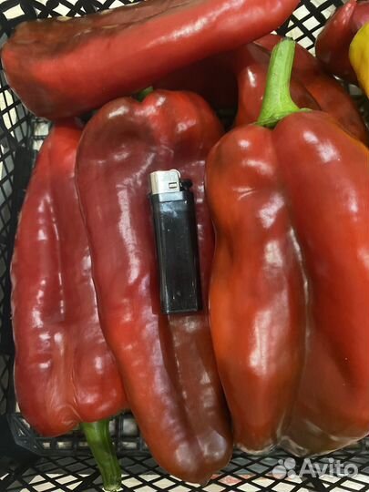 Семена перца Леся, Деголе, Минусинские томаты