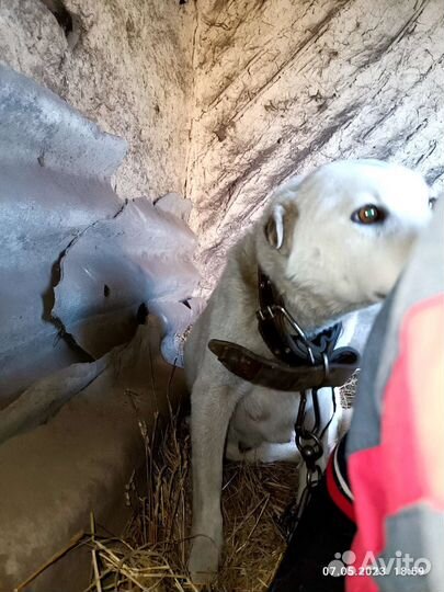 Собака в добрые руки