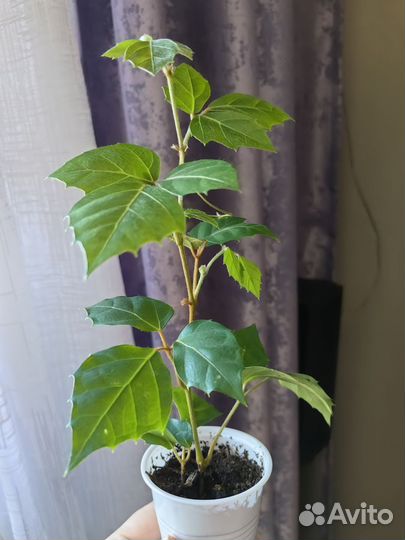 Цветы : хатиора, сингониум, циссус