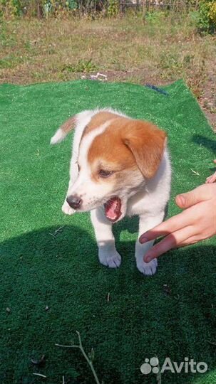 Собаки бесплатно в добрые руки щенки