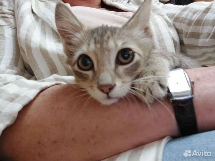 Котёнок в добрые руки