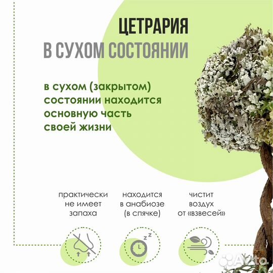 Комнатное дерево