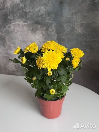 Хризантема в горшке на 8 марта