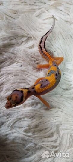 Геккон эублефар