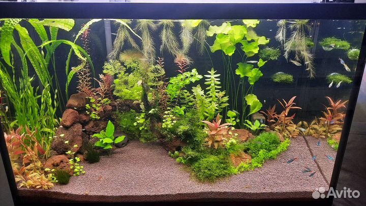 Аквариумные рыбки и растения