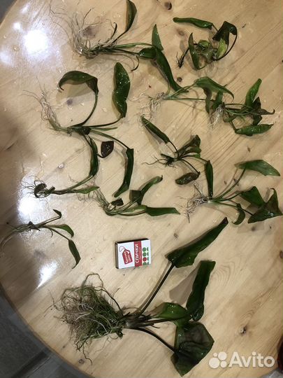 Аквариумные растения анубиас