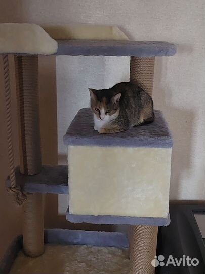 Кошка Муся подросток