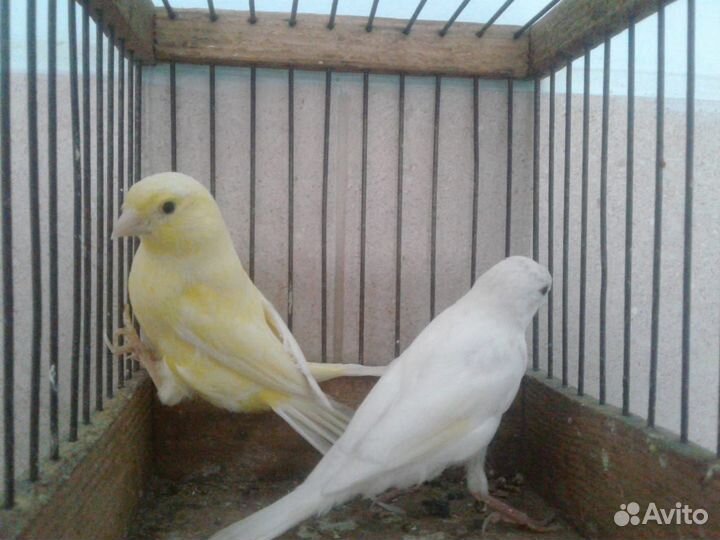 Кенара и канарейки Новосибирск