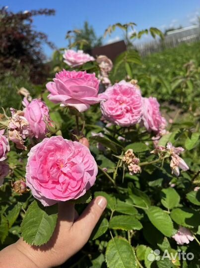 Канадская парковая роза