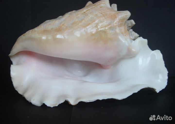 Ракушка океаническая большая